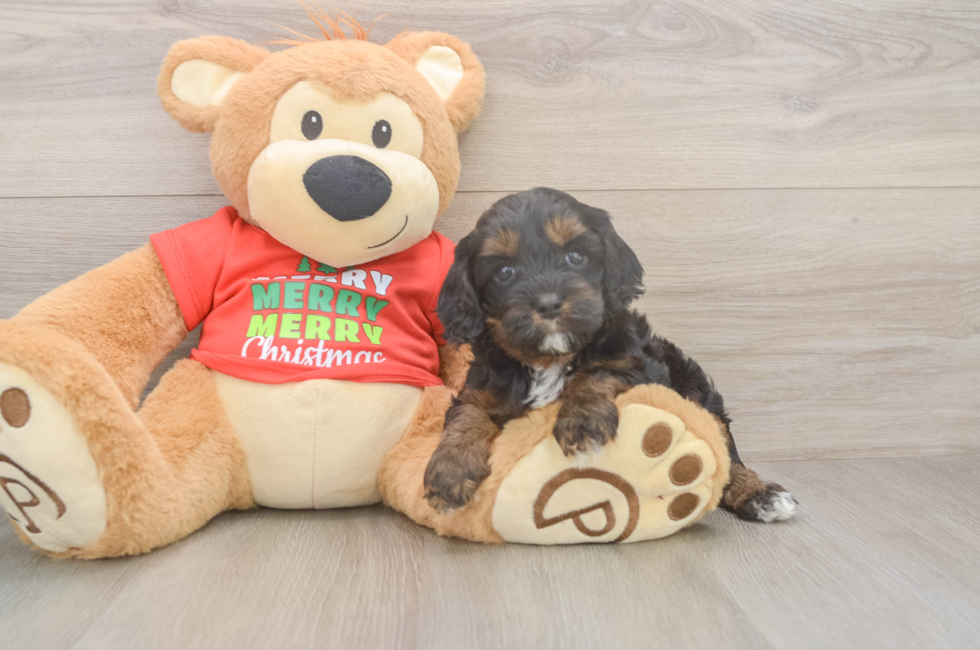 5 week old Cavapoo Puppy For Sale - Seaside Pups