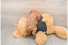 Best Cavapoo Baby