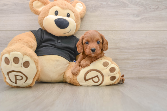 Cavapoo Puppy for Adoption