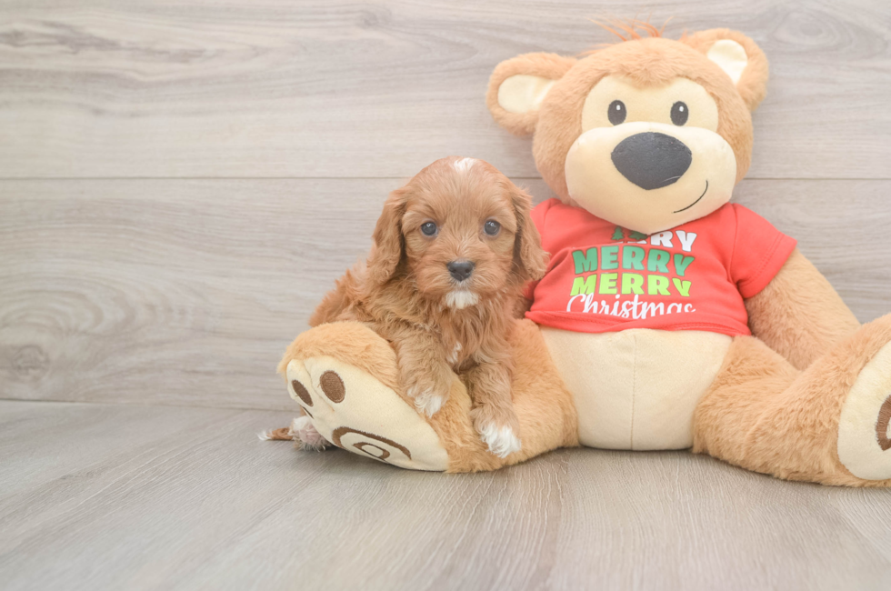 5 week old Cavapoo Puppy For Sale - Seaside Pups