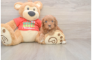 Cavapoo Puppy for Adoption