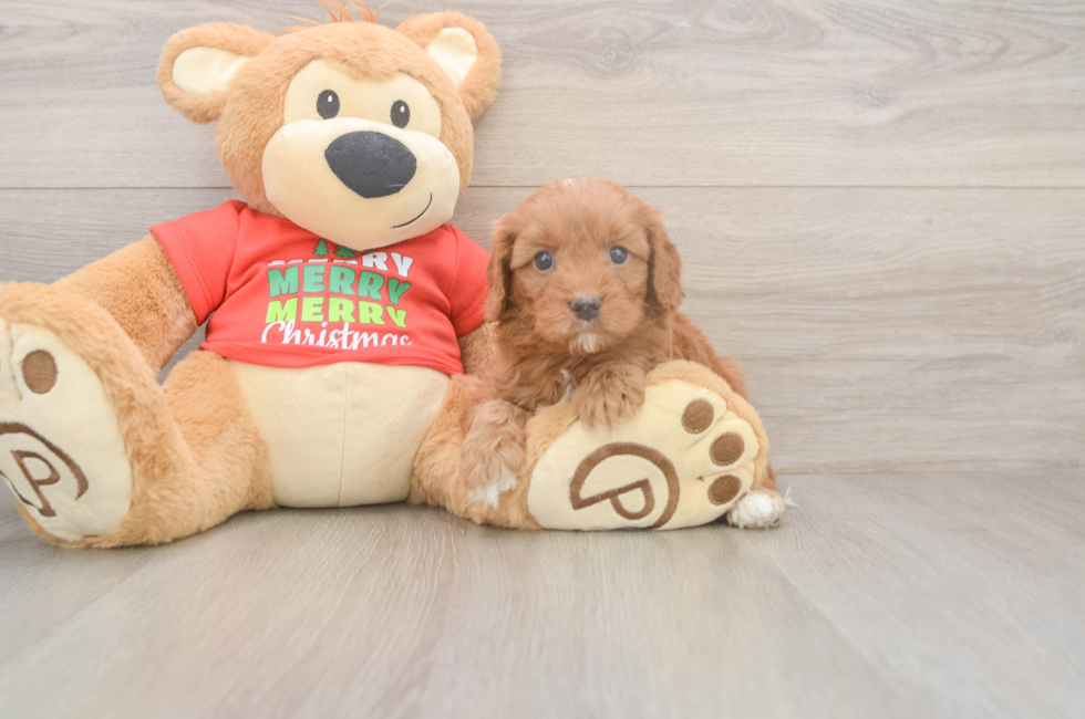 5 week old Cavapoo Puppy For Sale - Seaside Pups