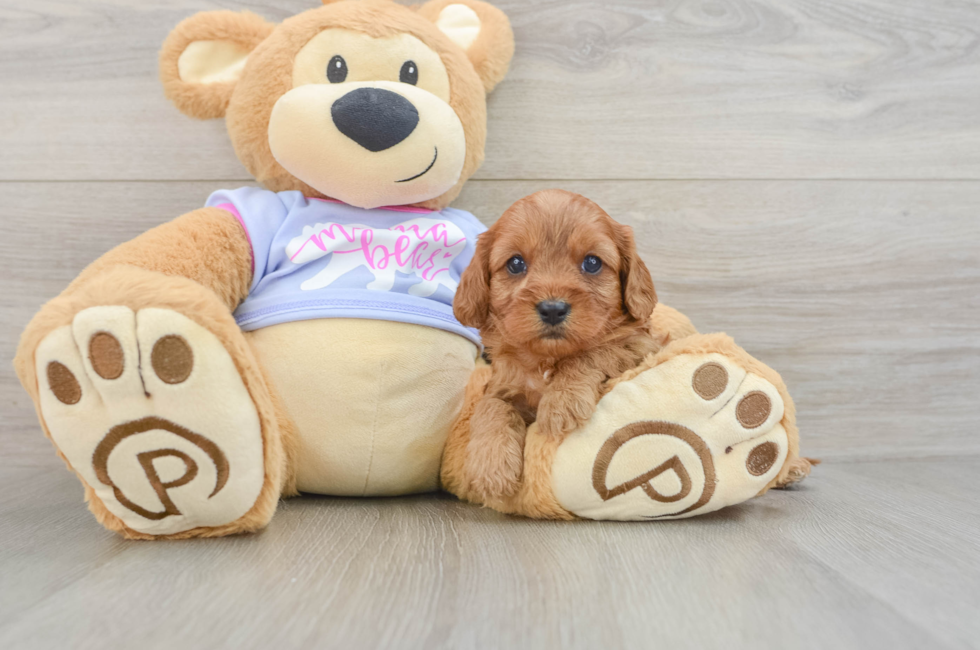 5 week old Cavapoo Puppy For Sale - Seaside Pups
