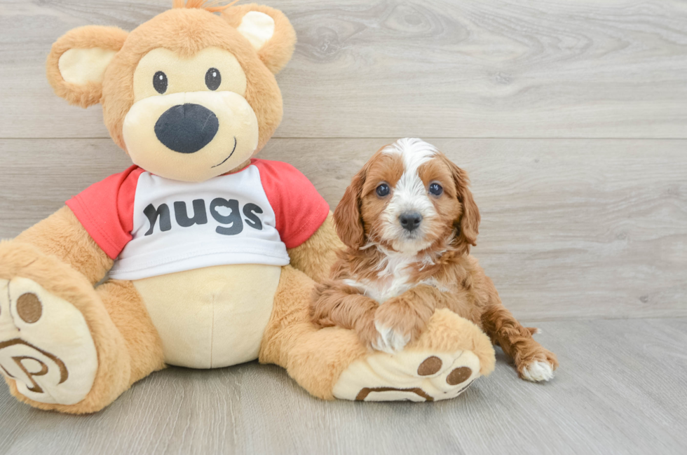 6 week old Cavapoo Puppy For Sale - Seaside Pups