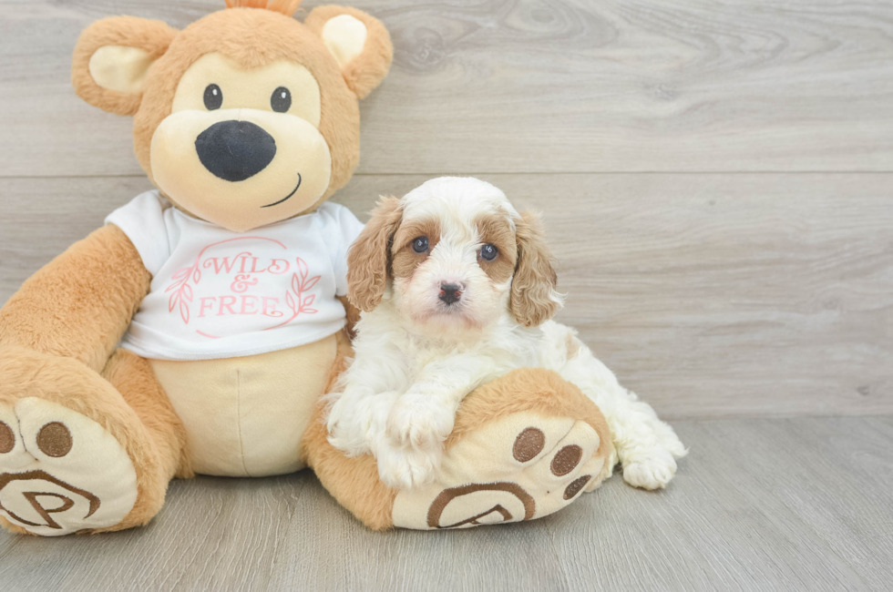 5 week old Cavapoo Puppy For Sale - Seaside Pups