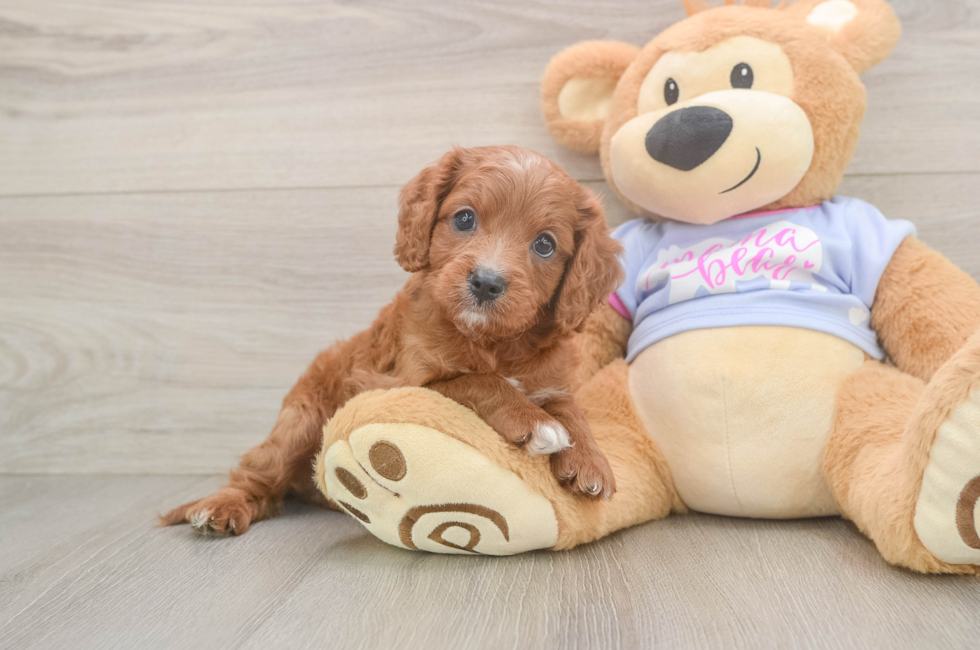 6 week old Cavapoo Puppy For Sale - Seaside Pups