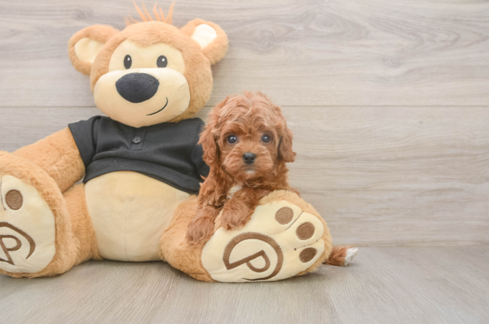 5 week old Cavapoo Puppy For Sale - Seaside Pups