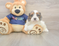8 week old Cavapoo Puppy For Sale - Seaside Pups