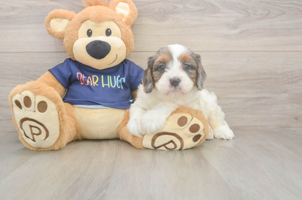 6 week old Cavapoo Puppy For Sale - Seaside Pups
