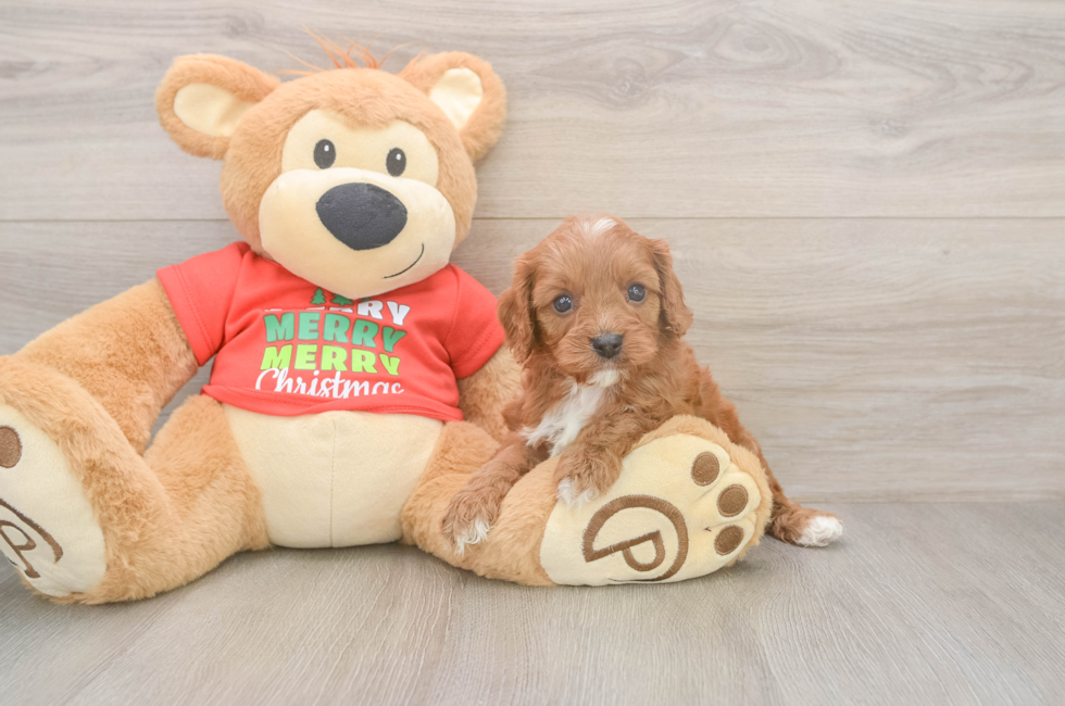 5 week old Cavapoo Puppy For Sale - Seaside Pups