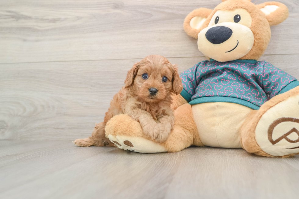 Adorable Cavalier King Charles Spaniel and Poodle Mix Poodle Mix Puppy