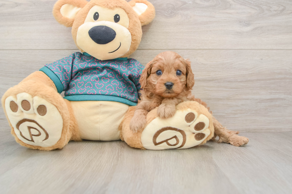 Best Cavapoo Baby