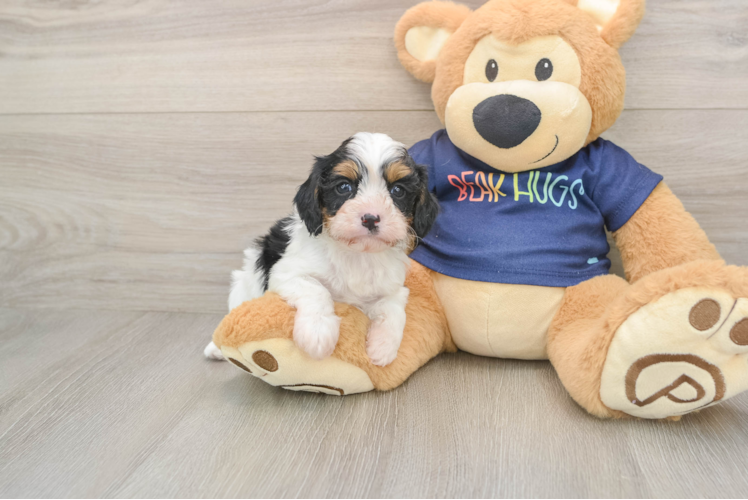 Cavapoo Puppy for Adoption