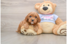 Cavapoo Puppy for Adoption