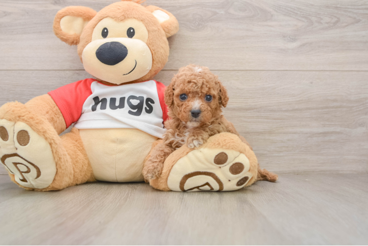 Cavapoo Puppy for Adoption