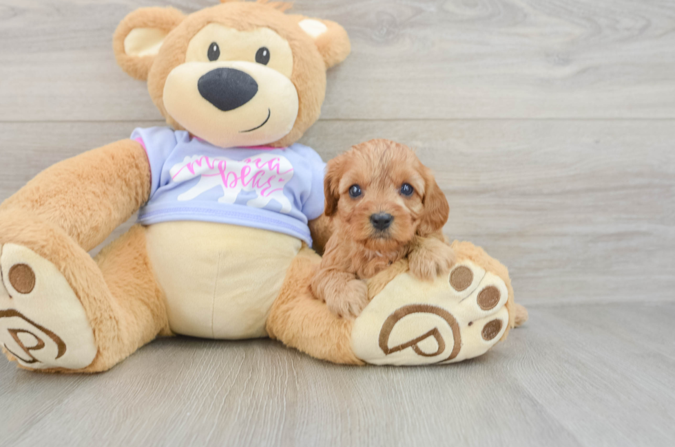 5 week old Cavapoo Puppy For Sale - Seaside Pups