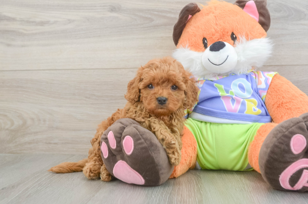 5 week old Cavapoo Puppy For Sale - Seaside Pups