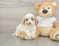 8 week old Cavapoo Puppy For Sale - Seaside Pups