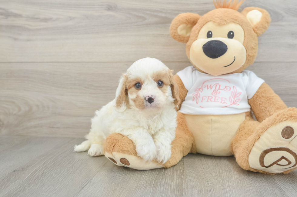 5 week old Cavapoo Puppy For Sale - Seaside Pups