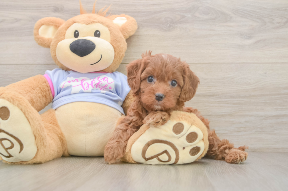 6 week old Cavapoo Puppy For Sale - Seaside Pups