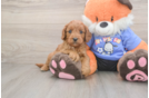 Cavapoo Puppy for Adoption