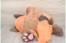 Funny Cavapoo Poodle Mix Pup