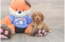 Cavapoo Puppy for Adoption