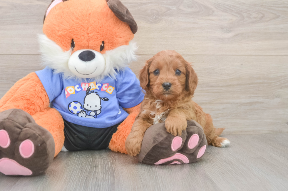 5 week old Cavapoo Puppy For Sale - Seaside Pups