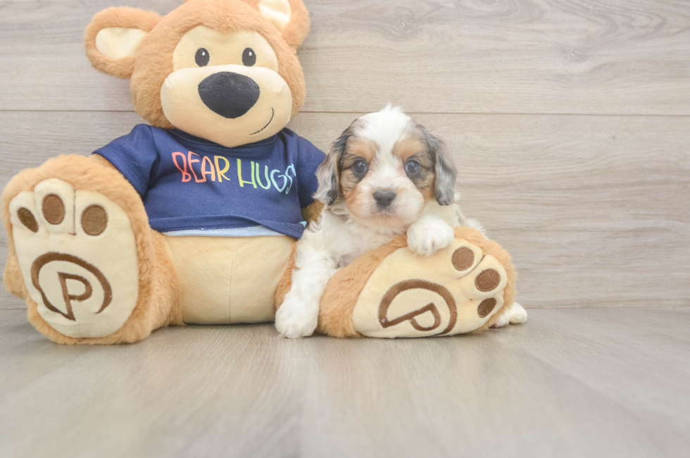 6 week old Cavapoo Puppy For Sale - Seaside Pups