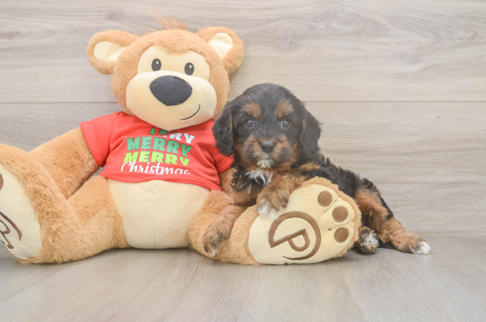 5 week old Cavapoo Puppy For Sale - Seaside Pups