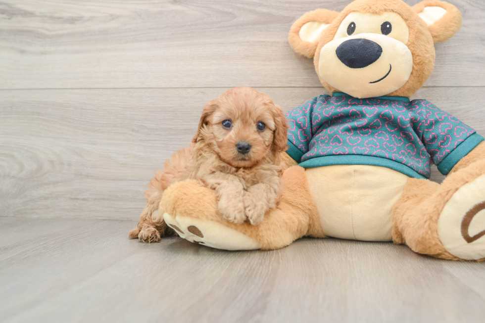 Best Cavapoo Baby