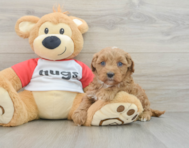 7 week old Cavapoo Puppy For Sale - Seaside Pups