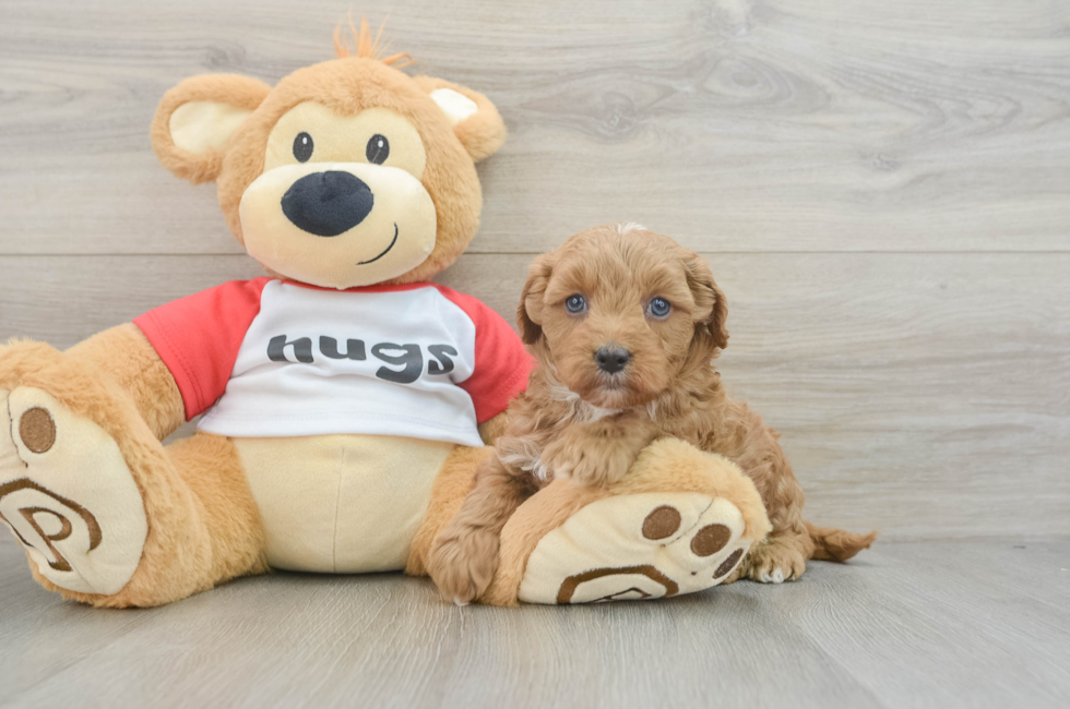 7 week old Cavapoo Puppy For Sale - Seaside Pups