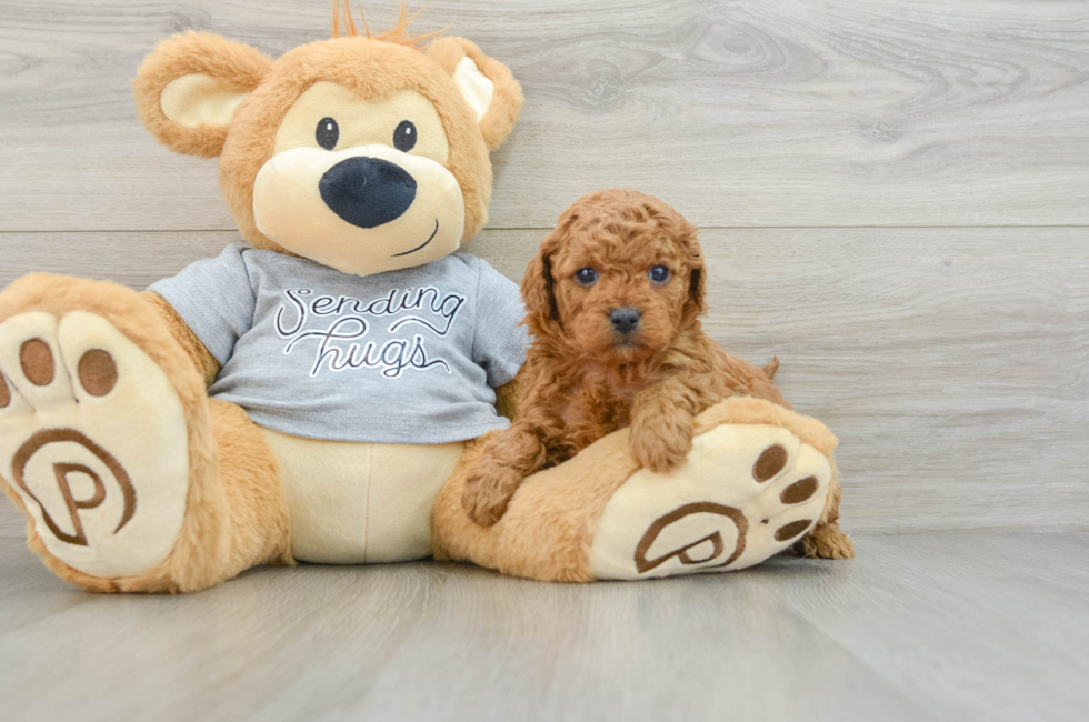 6 week old Cavapoo Puppy For Sale - Seaside Pups