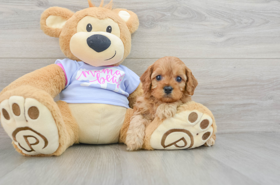 5 week old Cavapoo Puppy For Sale - Seaside Pups