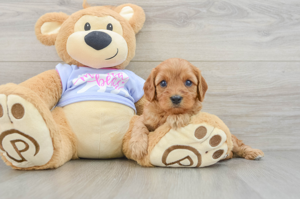 5 week old Cavapoo Puppy For Sale - Seaside Pups