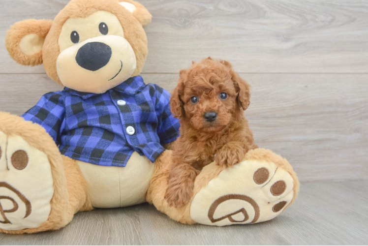 Happy Cavapoo Baby