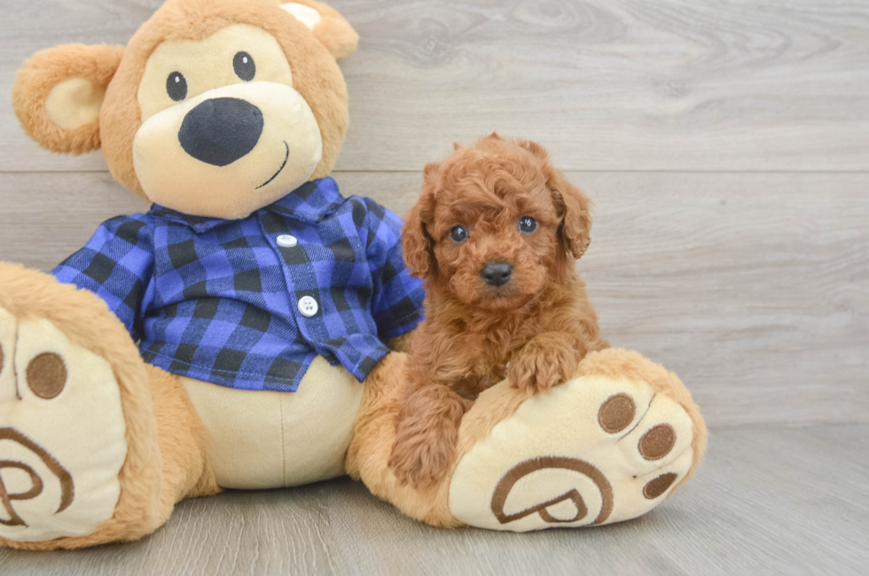 6 week old Cavapoo Puppy For Sale - Seaside Pups