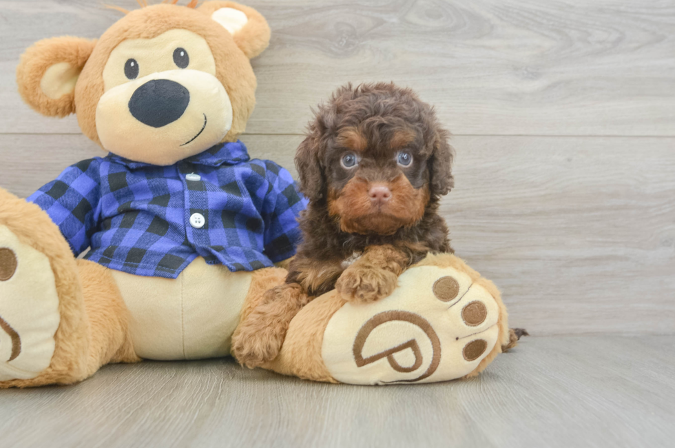 5 week old Cavapoo Puppy For Sale - Seaside Pups