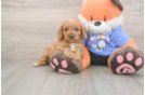 Cute Cavapoo Baby