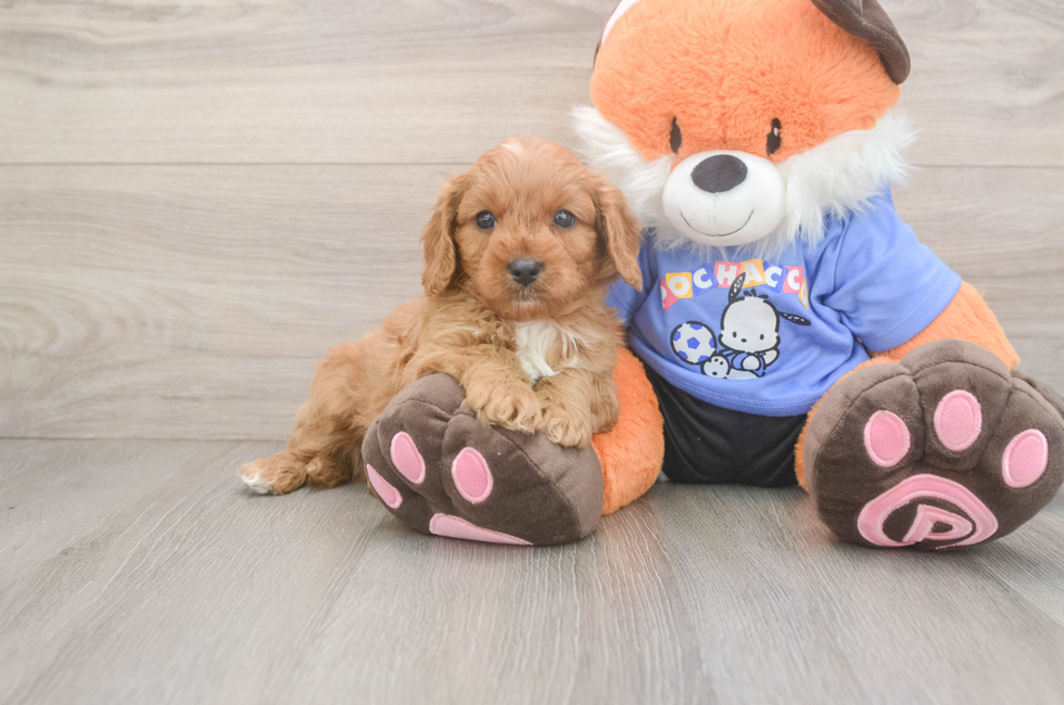 5 week old Cavapoo Puppy For Sale - Seaside Pups