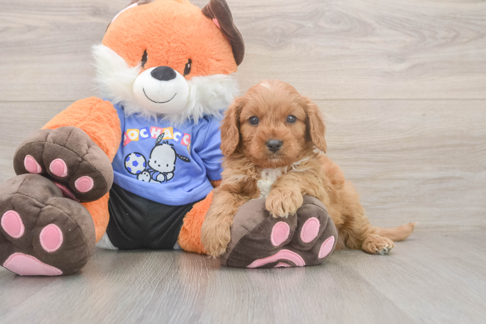 Best Cavapoo Baby