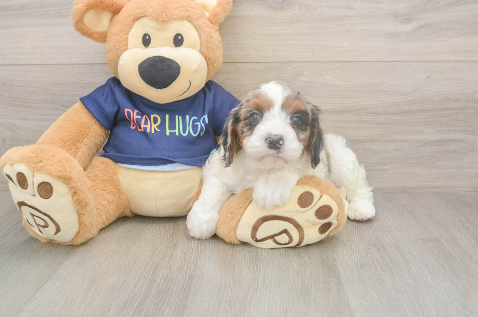 6 week old Cavapoo Puppy For Sale - Seaside Pups