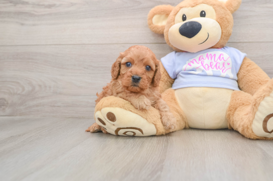 Fluffy Cavapoo Poodle Mix Pup