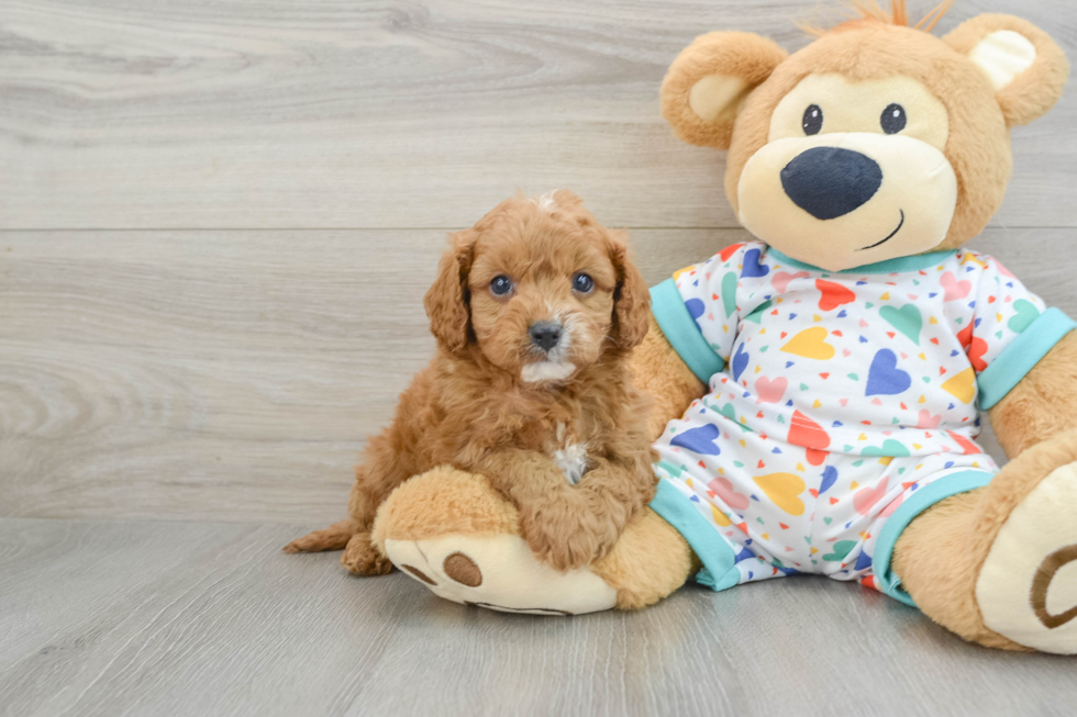 Little Cavipoo Poodle Mix Puppy