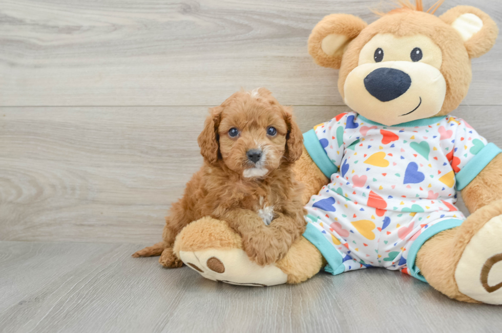 7 week old Cavapoo Puppy For Sale - Seaside Pups