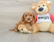 9 week old Cavapoo Puppy For Sale - Seaside Pups