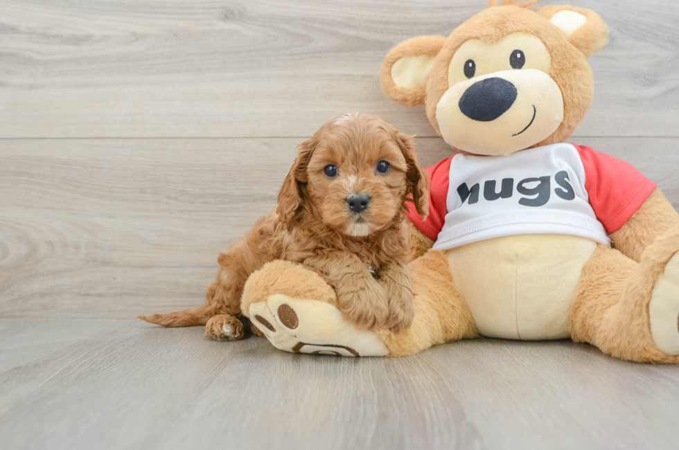 6 week old Cavapoo Puppy For Sale - Seaside Pups