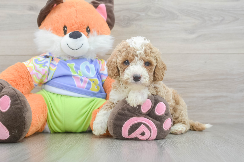 5 week old Cavapoo Puppy For Sale - Seaside Pups