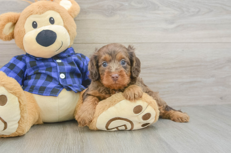 5 week old Cavapoo Puppy For Sale - Seaside Pups